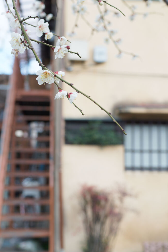 アパート前の梅