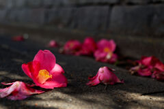 散る花