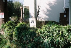 植え込みに車