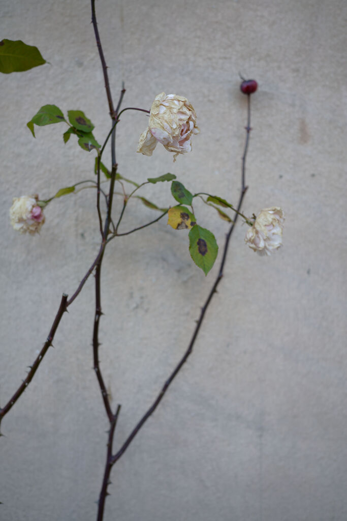 枯薔薇