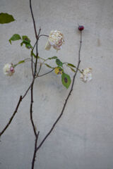 枯薔薇