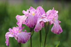 花菖蒲