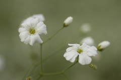 かすみ草