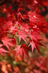 紅葉