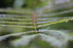 梅雨