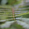 梅雨