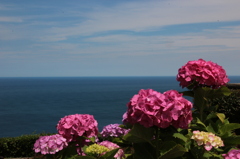 紫陽花と海