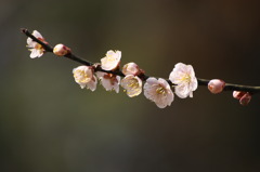 梅