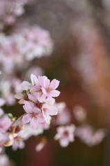 冬桜