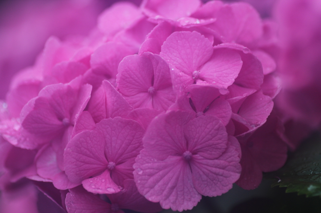 紫陽花