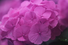 紫陽花