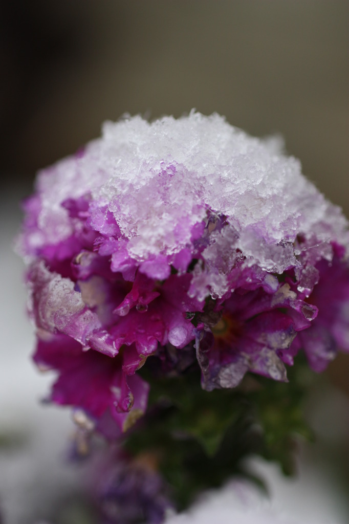 雪の帽子