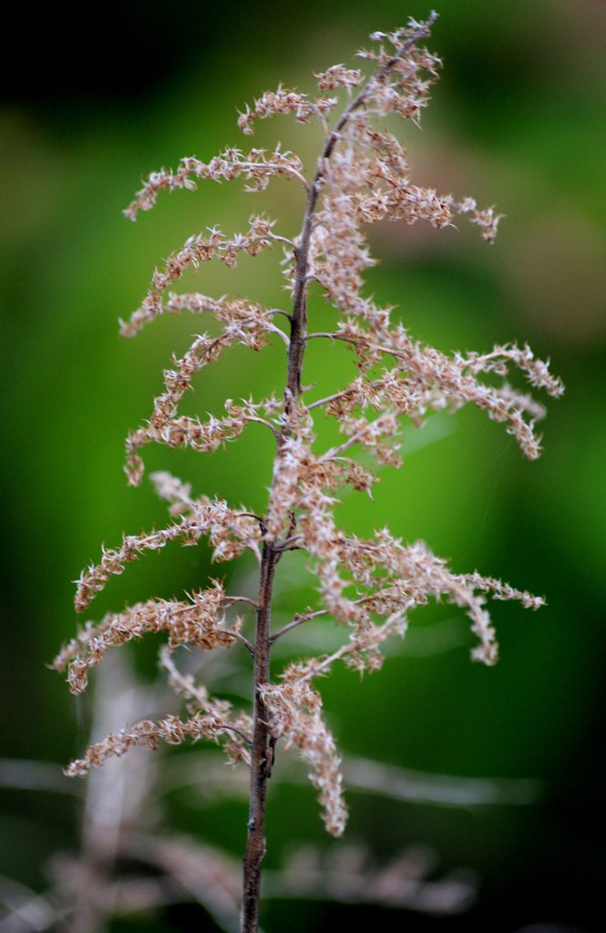 草