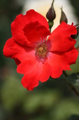 神宮薔薇園で