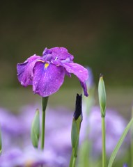 花菖蒲