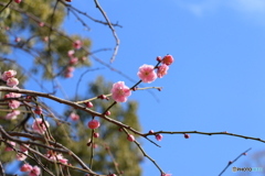 春の晴れた日