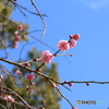 春の晴れた日