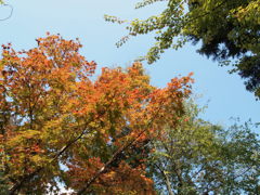 紅葉！