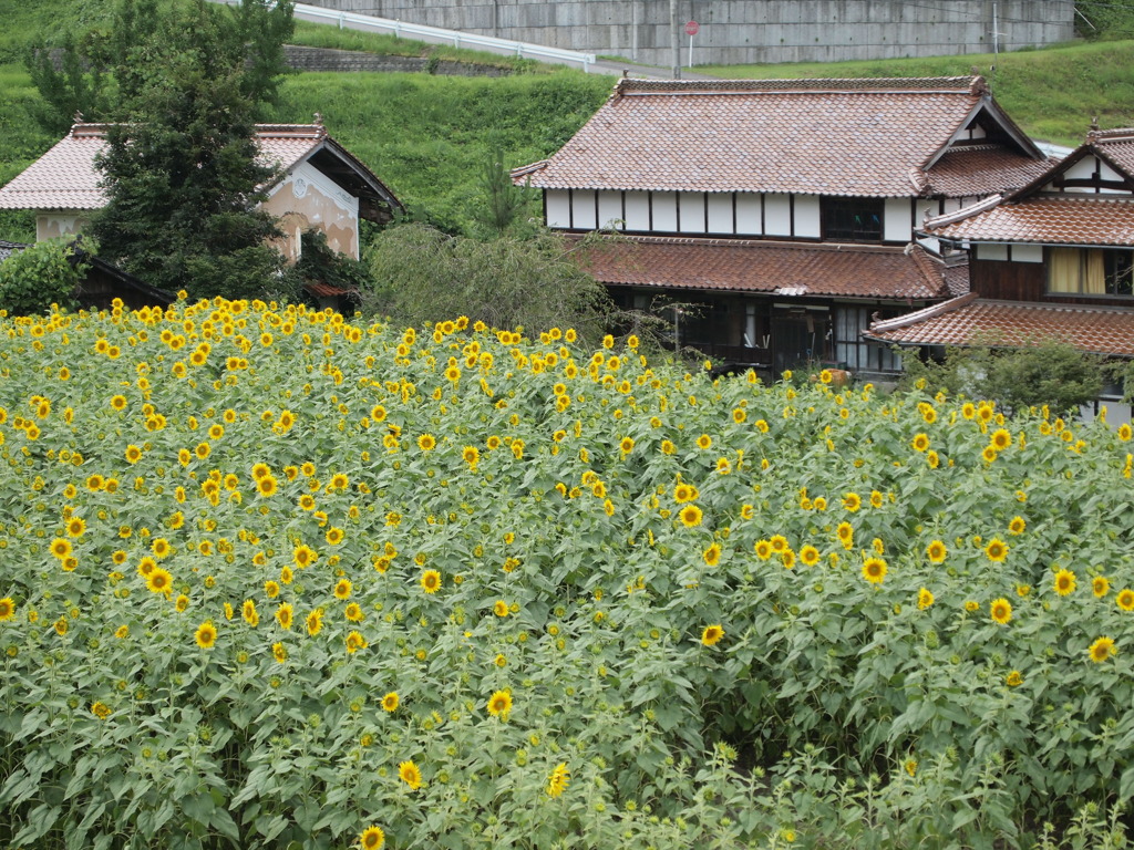 ひまわりに囲まれて