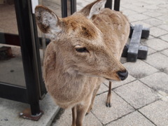 鹿