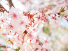 もうすぐ終わる桜の季節