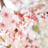 もうすぐ終わる桜の季節