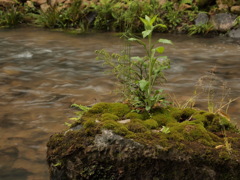 絶え間なく流れる水