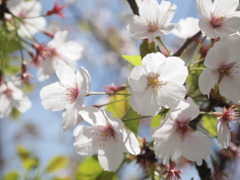 葉桜