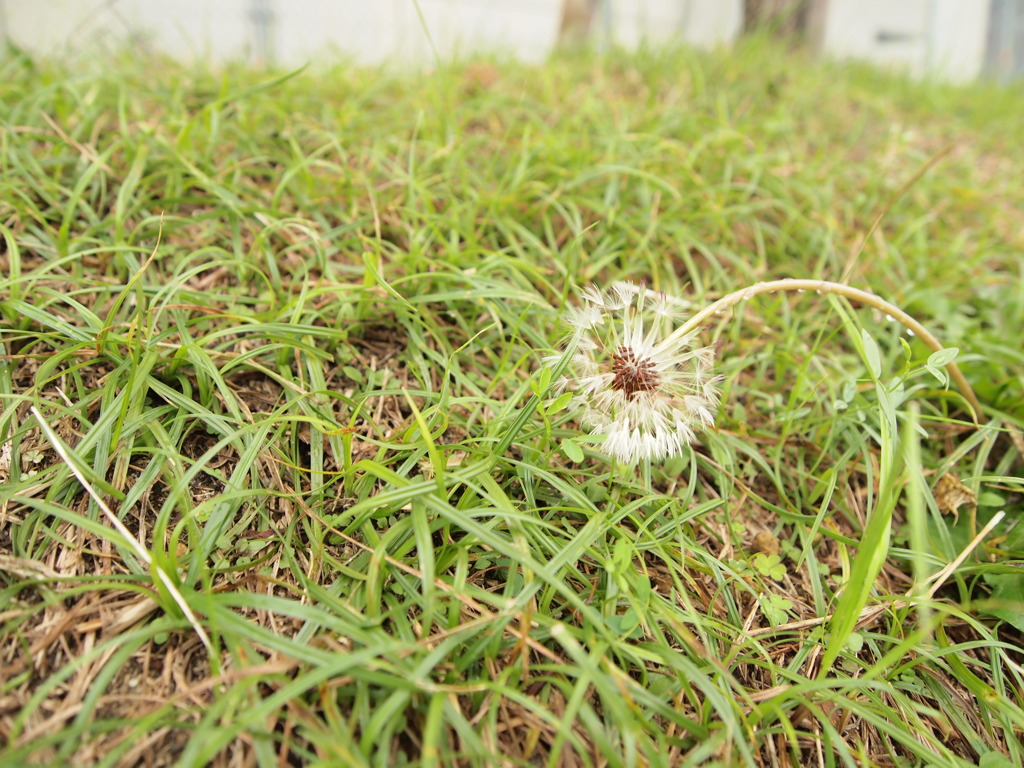 春には花を咲かす