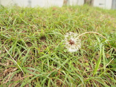 春には花を咲かす