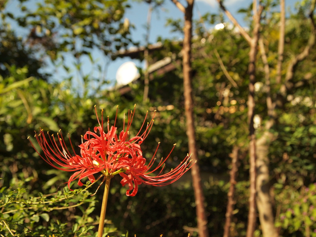 彼岸花