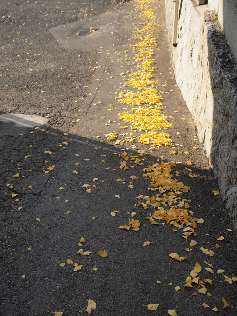 イチョウ　道