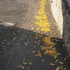 イチョウ　道
