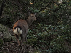 らしくない