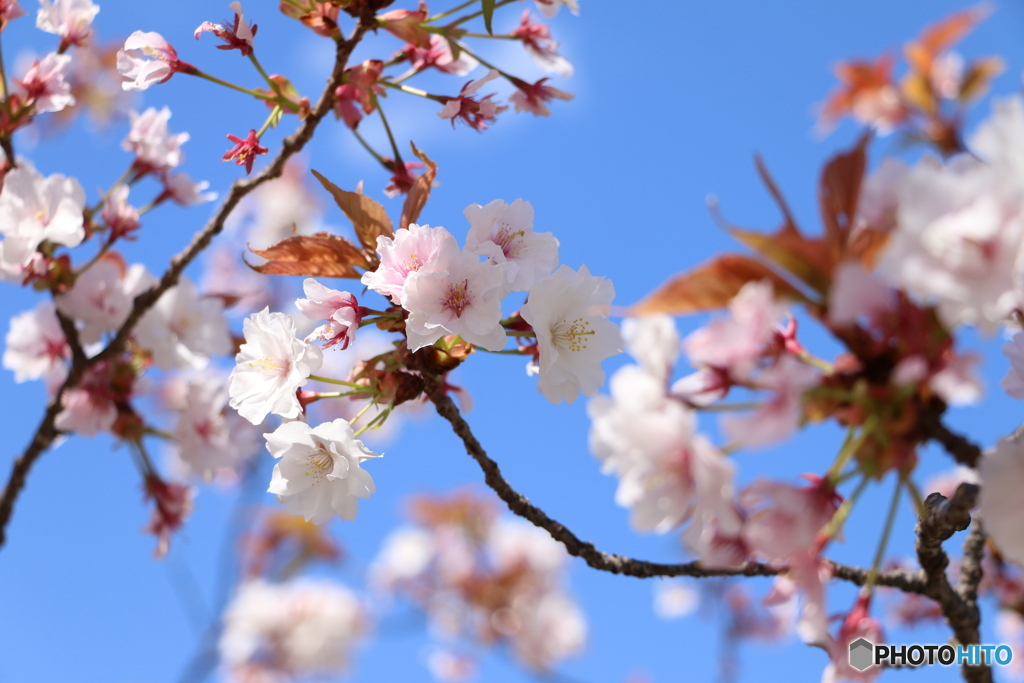 お花見日和