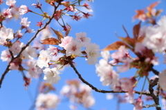 お花見日和