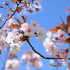 お花見日和