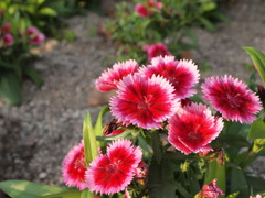 鮮やかな花