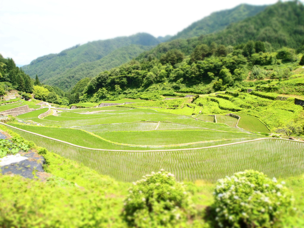 見事な棚田百景