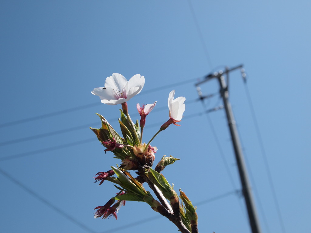 上に上に