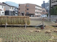 みのり