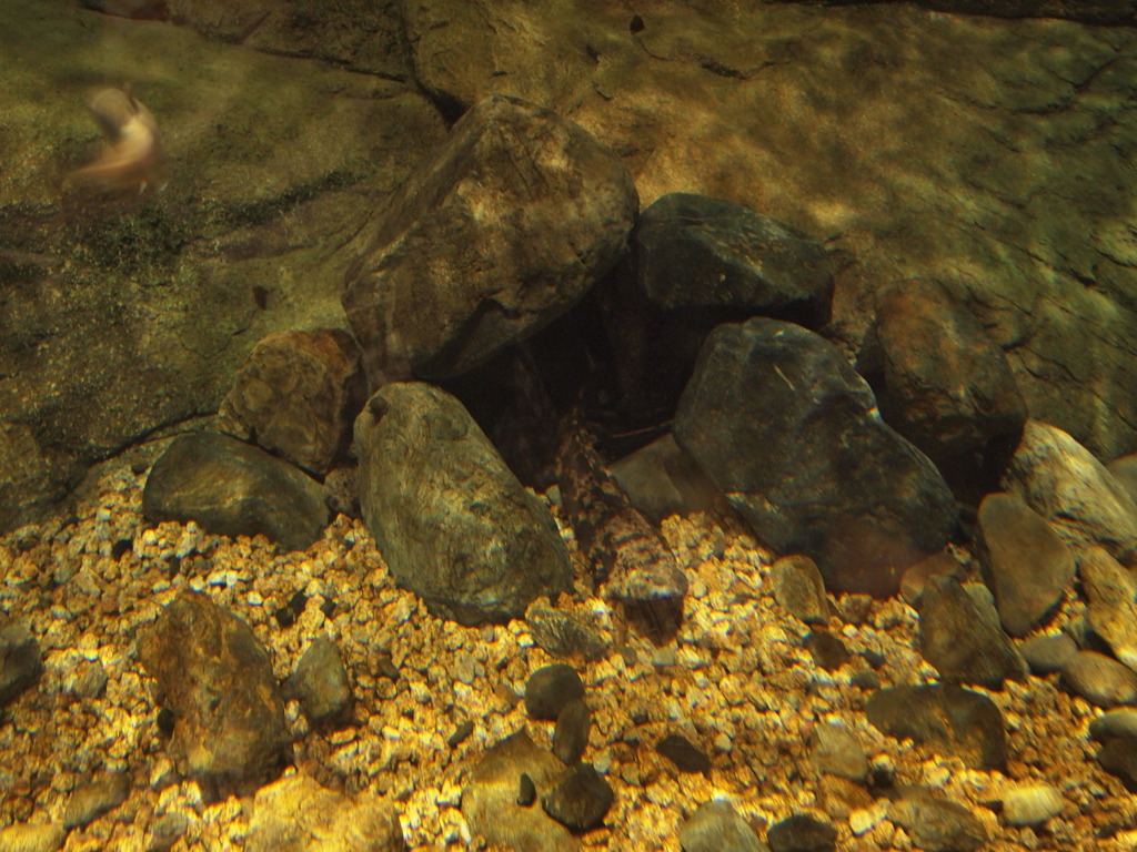 オオサンショウウオ