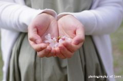 妊婦さんと桜