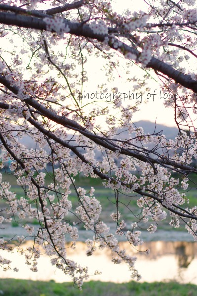 桜と夕日