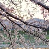 桜と夕日