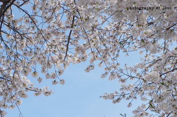 ほおら。桜に囲まれて寝転がってるみたいだろお