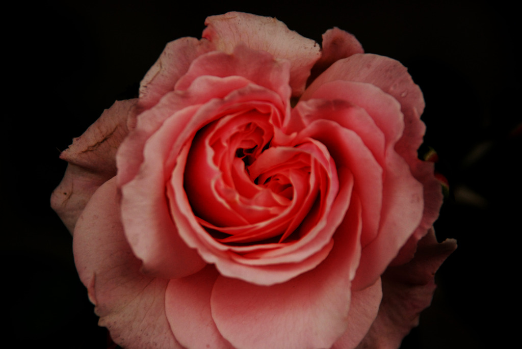 薔薇