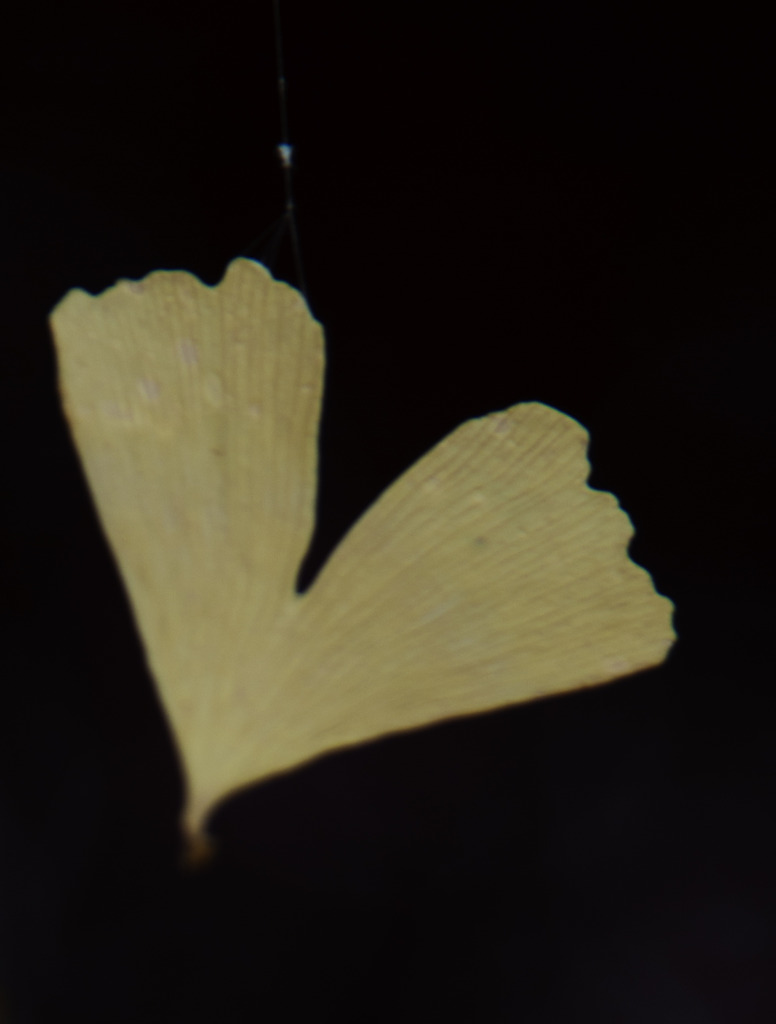 Heart of Gold