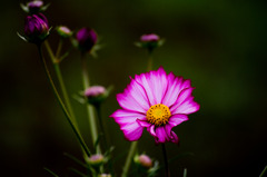 コスモス