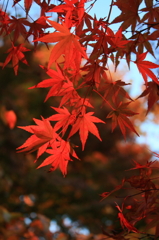 16時30分の紅葉